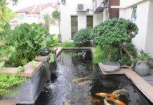 Hướng dẫn thi công hồ Cá Koi đúng chuẩn yêu cầu